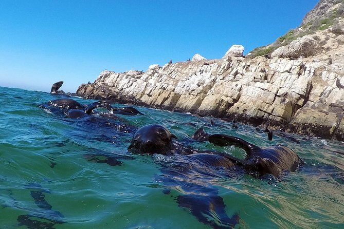 1.5-Hour Seal Viewing Boat Tour in Plettenberg Bay - Key Things I’d Tell a Friend Before You Go