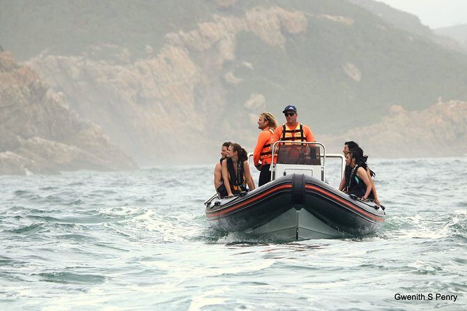 1.5-Hour Seal Viewing Boat Tour in Plettenberg Bay - Getting to the Water and Out Toward the Colony (What Timing Really Means)
