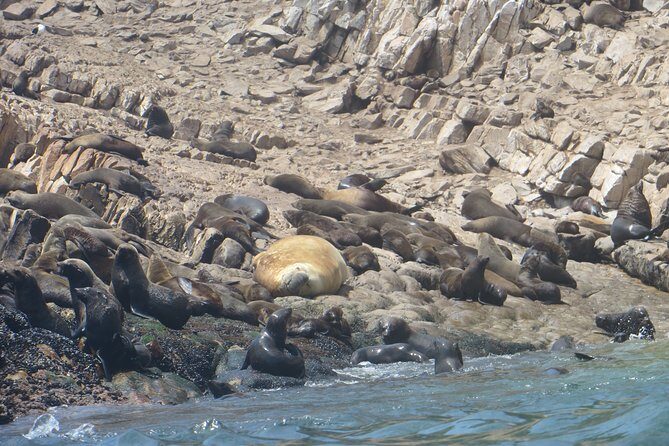1.5-Hour Seal Viewing Boat Tour in Plettenberg Bay - Learning the Local Ecosystem (So the Sightings Mean More)