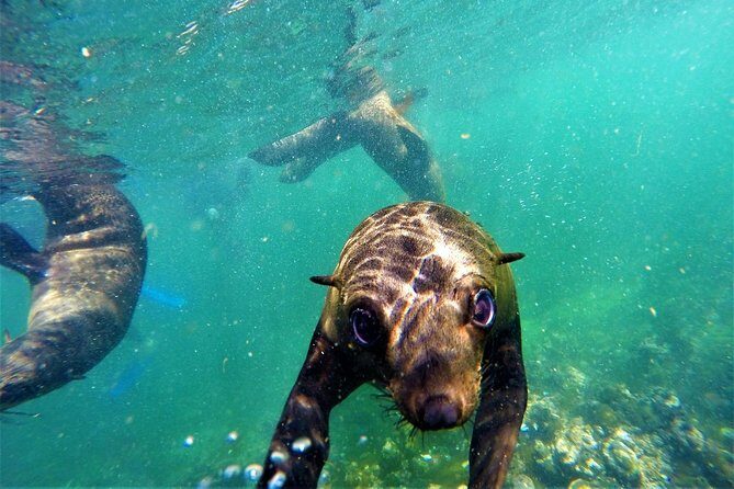 1.5-Hour Seal Viewing Boat Tour in Plettenberg Bay - Robberg Nature Reserve: The 45 Minutes That Make the Whole Trip