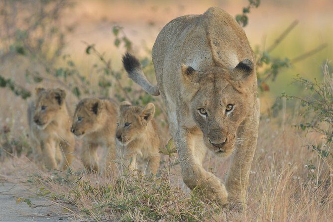 1 Day Photographic Wildlife Safari from Hazyview to Kruger Park - You leave at 5:00 am and chase the light