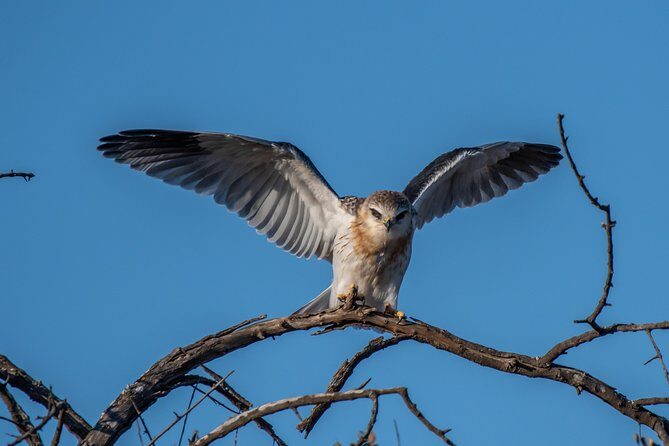 1 Day Photographic Wildlife Safari from Hazyview to Kruger Park - Why gimbals and beanbags are a real upgrade (not a gimmick)