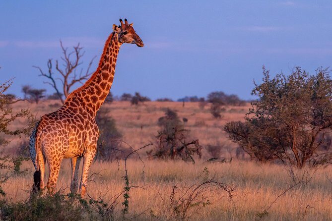 1 Day Photographic Wildlife Safari from Hazyview to Kruger Park - Your guide’s job: find animals and place the camera