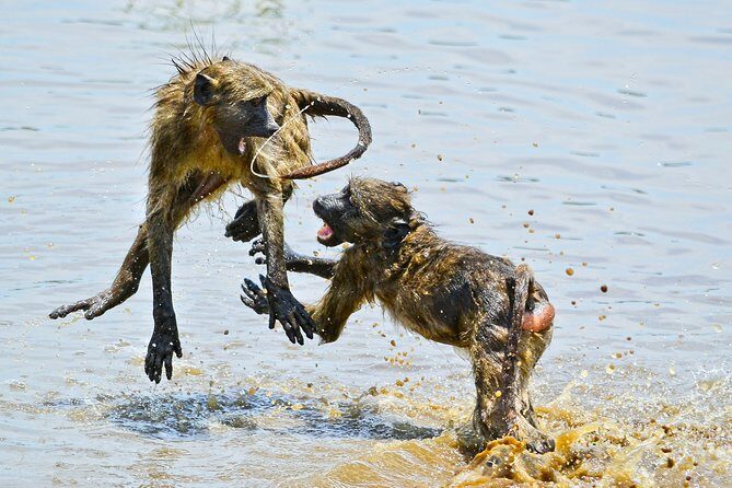 1 Day Photographic Wildlife Safari from Hazyview to Kruger Park - Entering Kruger: Kruger Gate or Phabeni Gate