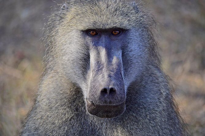1 Day Photographic Wildlife Safari from Hazyview to Kruger Park - Sunrise to sunset means more than long hours