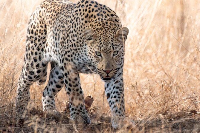 1 Day Photographic Wildlife Safari from Hazyview to Kruger Park - Key points to know before you go