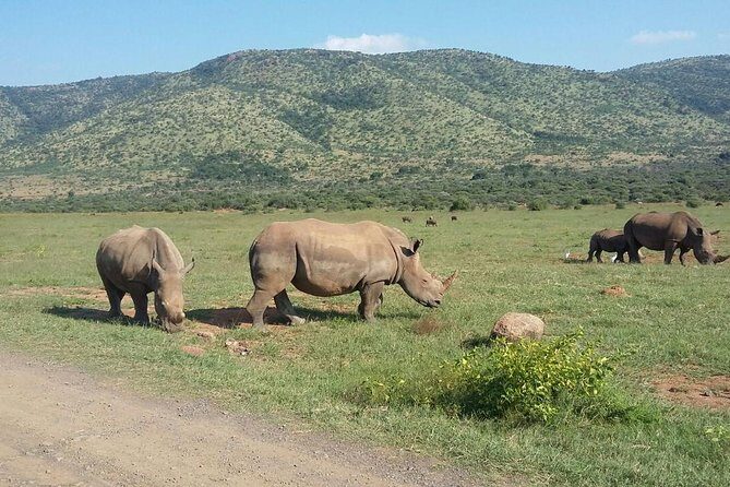 1 Day Safari from Johannesburg - Entrance Fees and Lunch: Why These Inclusions Matter