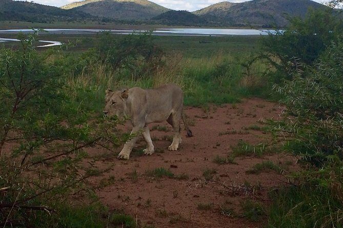 1 Day Safari from Johannesburg - Weather, Vehicles, and the Real Comfort Test