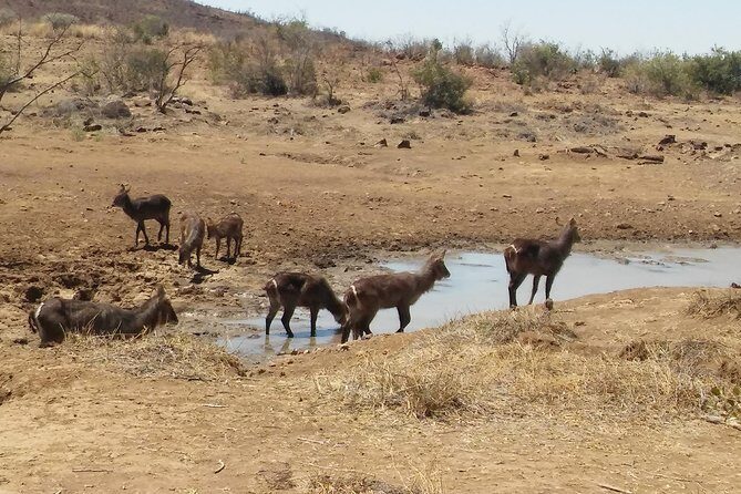 1 Day Safari from Johannesburg - Price and Value From a Practical Angle
