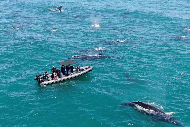 1 Day Whale Watching at Yzerfontein - Key highlights before you go