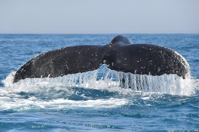 1 Day Whale Watching at Yzerfontein - Beyond whales: dolphins, seals, and the Atlantic show