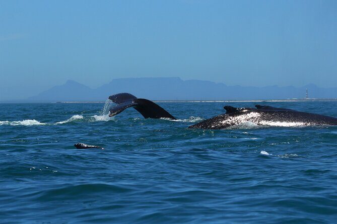 1 Day Whale Watching at Yzerfontein - Early start logistics: the “you’ll thank yourself later” part