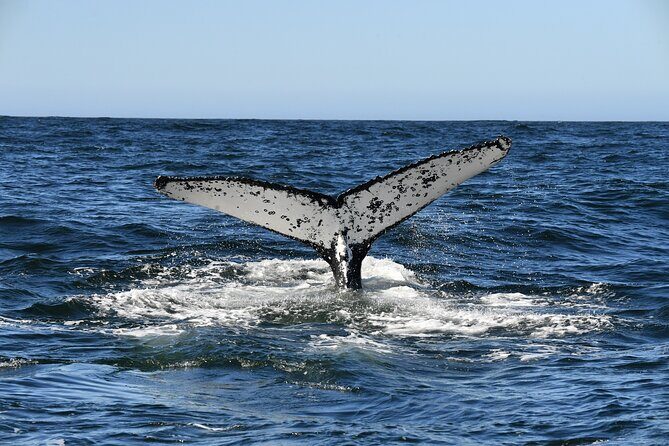 1 Day Whale Watching at Yzerfontein - Lunch and debrief: why the return to land matters