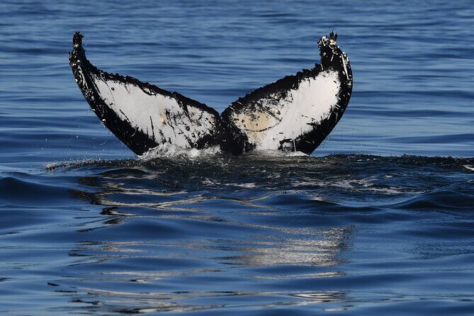 1 Day Whale Watching at Yzerfontein - Small-group safety and comfort: less crowding, more control