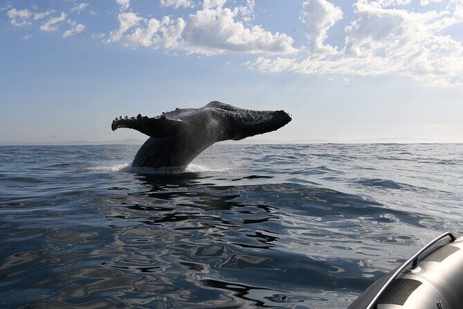 1 Day Whale Watching at Yzerfontein - Season matters: December to March and what it means for your odds