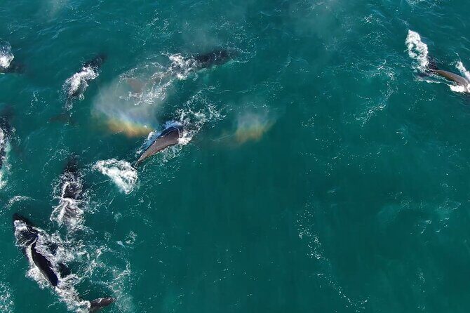 1 Day Whale Watching at Yzerfontein - What happens at check-in: breakfast, briefing, and gear that actually helps