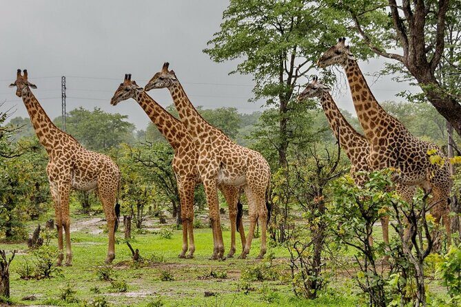 10-Day Private Tour Johannesburg to Cape Town - Day 2 to Day 3: iSimangaliso Wetlands and the St Lucia cruise