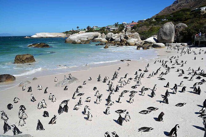 10-Day South Africa Budget Adventure: Cape Town, Joburg & Kruger - Days 7–8: Table Mountain, Bo-Kaap, Cape Peninsula, and the penguins at Boulders Beach