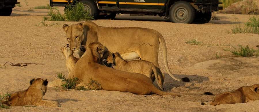 10 Day South Africa Tour Joburg to Cape Town - Garden Route Begins: Addo, Robberg, and Coastal Views