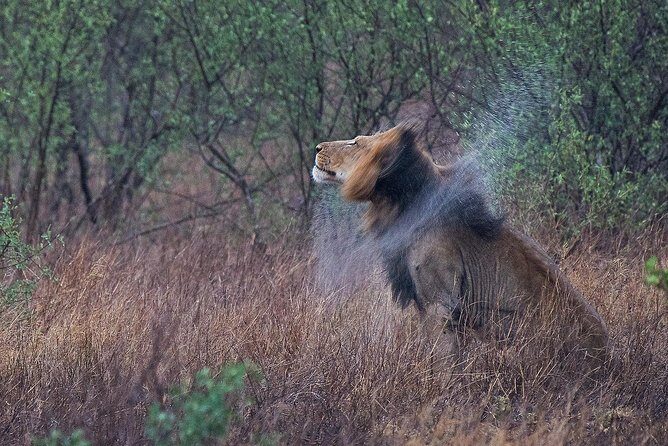 10 Day Wildlife Photographic Safari - Kruger National Park - B1 Photo Safaris - Kruger Photo Safari With Two Guides in Your Seat