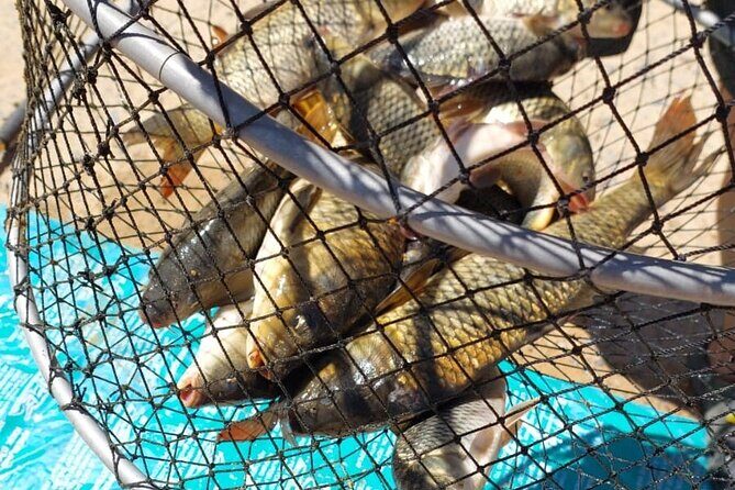 100 % Catch Rate Cape Town Wild Tours - Price and Value: $74.03 for a Full Guided Session (and Why It Might Be a Bargain)