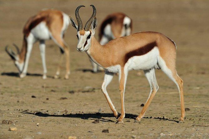 13 Day Safari - Cape Town to Johannesburg - Robberg Nature Reserve hiking: pick your effort level