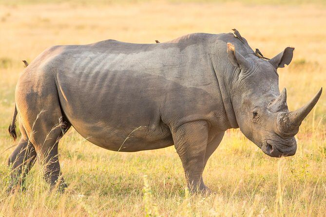 13 Day Safari - Cape Town to Johannesburg - Mandela sites in Mvezo and Mthatha: more than a photo stop