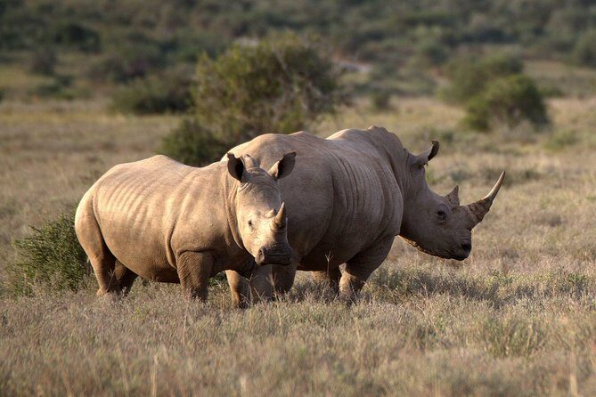 13 Day Safari - Cape Town to Johannesburg - R62 Wine Route and Oudtshoorn: start mellow, then speed up