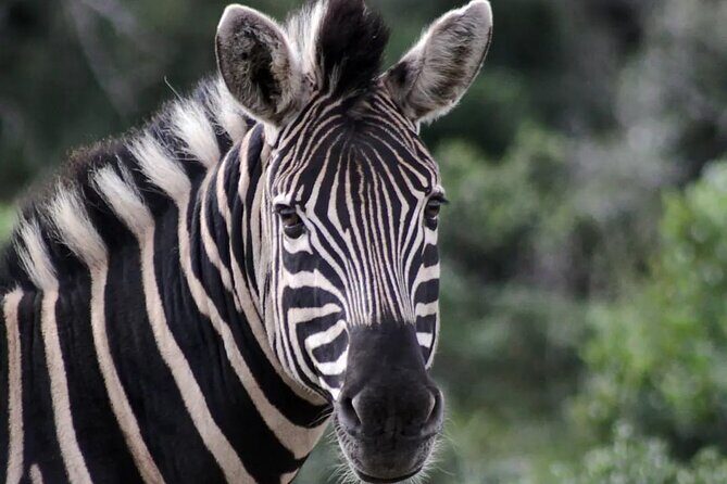 15-Day All Inclusive Sibuya Wilderness Guided Tour - Addo Elephant National Park at Colchester: Big-Moment Wildlife (Day 13)