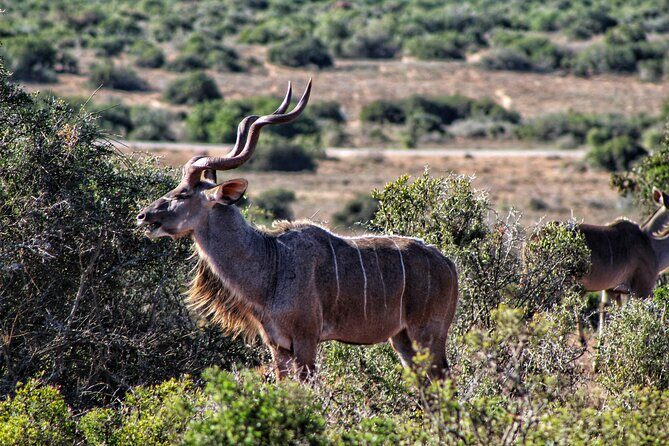 2 Day Addo Elephant Park Safari - Greater Addo on foot: giraffe tracking in a quieter way