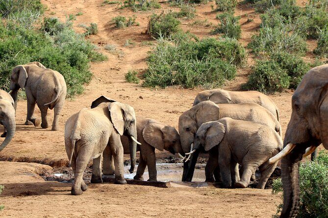 2 Day Addo Elephant Park Safari - Day 1 in Addo Elephant National Park: elephant country with Big Five potential