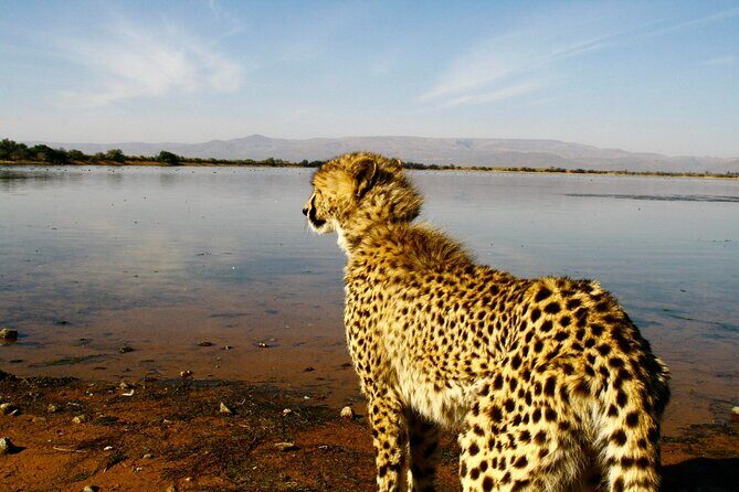 2 Day Inverdoorn Luxury Safari - Key highlights you’ll care about
