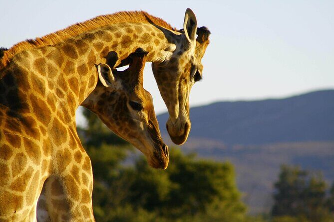 2 Day Inverdoorn Luxury Safari - Value for Your Money: What the $645.50 Includes (and What It Doesn’t)