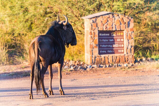 2 Day Pilanesberg Camping Safari - Arriving at Tlou Tented Safari Camp: what “camping” really adds