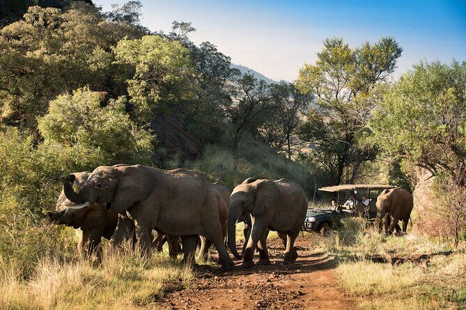 2 Day Pilanesberg Camping Safari - Value check: what you get for $261.96 per person