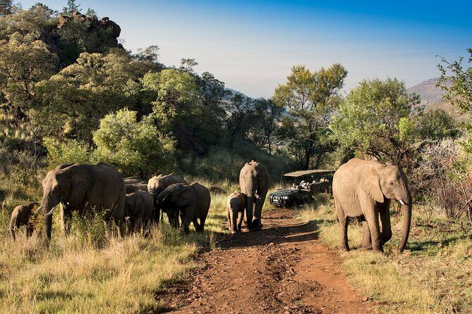 2 Day Pilanesberg Camping Safari - Who this safari suits best (and who should consider alternatives)