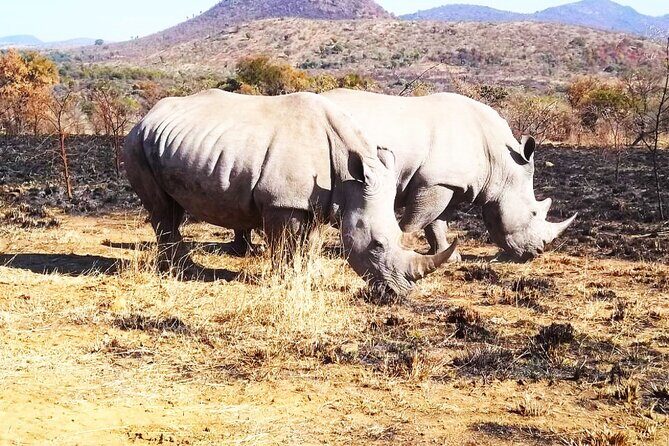 2 Day Pilanesberg national park Guided Tour - Setting off from Pretoria: the drive that shapes the whole safari
