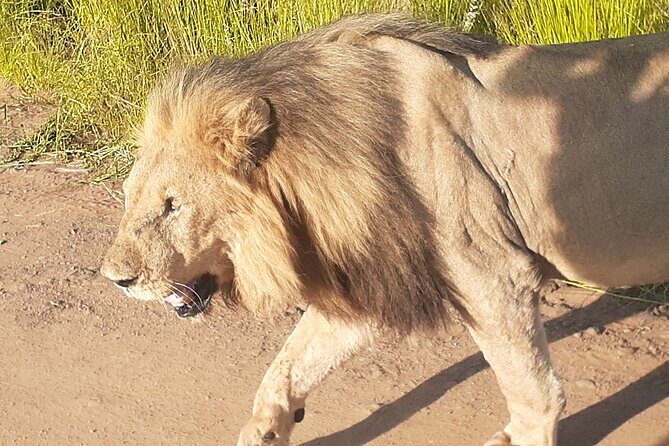 2 Day Pilanesberg national park Guided Tour - Day 1 in Pilanesberg: morning drive, lunch pause, and a sunset show