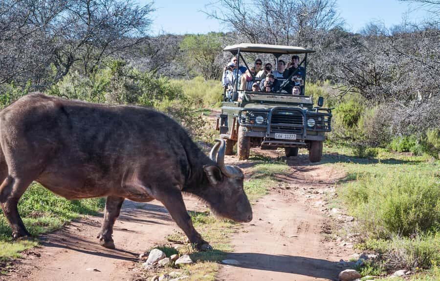 2 Day Small Group Cape Town: Garden Route Big 5 Safari Tour - Key moments you’ll plan around