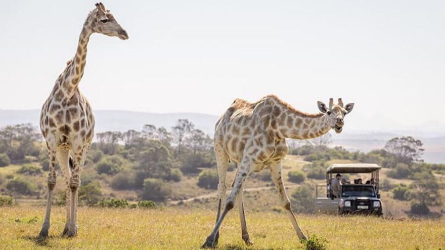 2 Day Small Group Cape Town: Garden Route Big 5 Safari Tour - Practical packing and comfort tips for this exact schedule