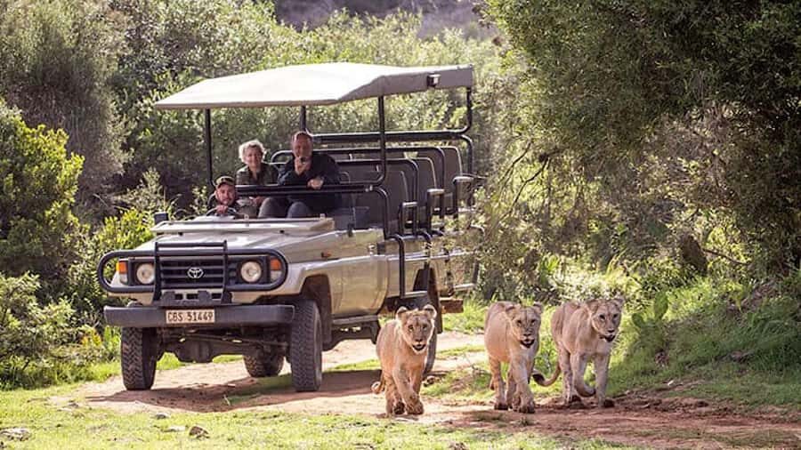 2 Day Small Group Cape Town: Garden Route Big 5 Safari Tour - Why this 2-day Garden Route Big Five run fits so well