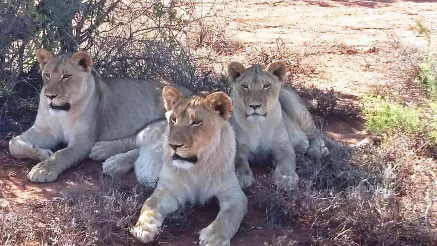 2 Day Small Group Cape Town: Garden Route Big 5 Safari Tour - Chandelier Game Lodge overnight: why the overnight matters