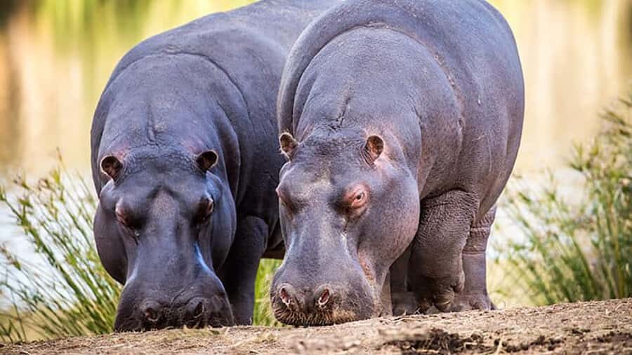 2 Day Small Group Cape Town: Garden Route Big 5 Safari Tour - Botlierskop Big Five safari drive: your 3-hour wildlife test
