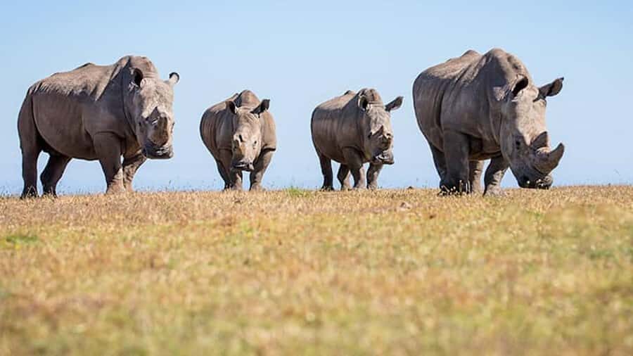 2 Day Small Group Cape Town: Garden Route Big 5 Safari Tour - Transport, group style, and timing: how not to feel rushed