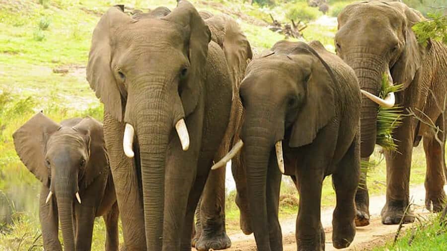 2 Day Small Group Cape Town: Garden Route Big 5 Safari Tour - Price and value: what $1,908 covers and who it makes sense for