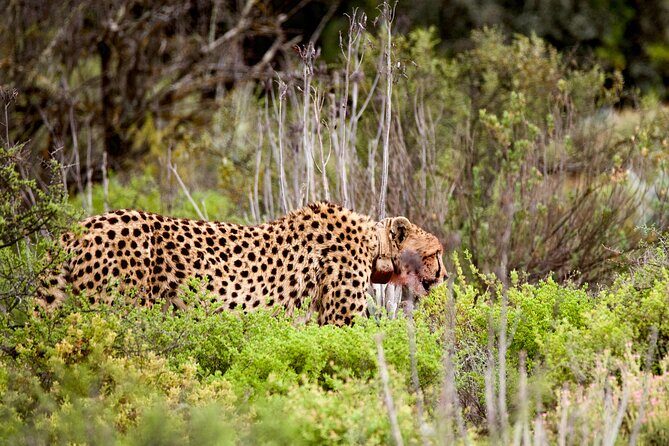 2 Day Small Group Garden Route Big 5 Safari Tour from Cape Town - Buffelsdrift Afternoon Safari: Elephants First, Then the Open-4x4 Game Drive