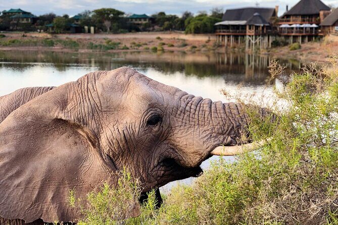 2 Day Small Group Garden Route Big 5 Safari Tour from Cape Town - Chandelier Game Lodge Overnight: Where the Day Transitions Into Real Bush Time