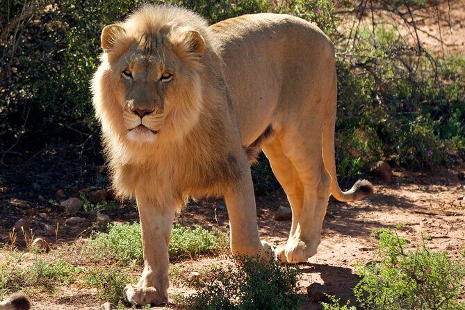 2 Day Small Group Garden Route Big 5 Safari Tour from Cape Town - Chandelier Morning: Giraffe Experience and an Ostrich Tour