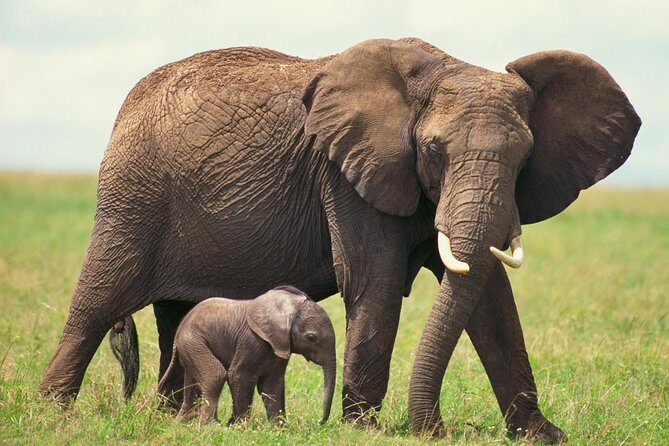 2 Day Wild Heart Western Cape Safari Tour with Private Transfers - Day 2 at Buffelsdrift: open-top 4x4 safari and the Big Five hunt