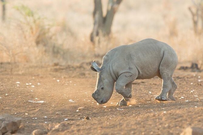 2 Day Zulu Safari Adventure from Durban - St Lucia Estuary: hippos, crocodiles, and the 2-hour boat cruise